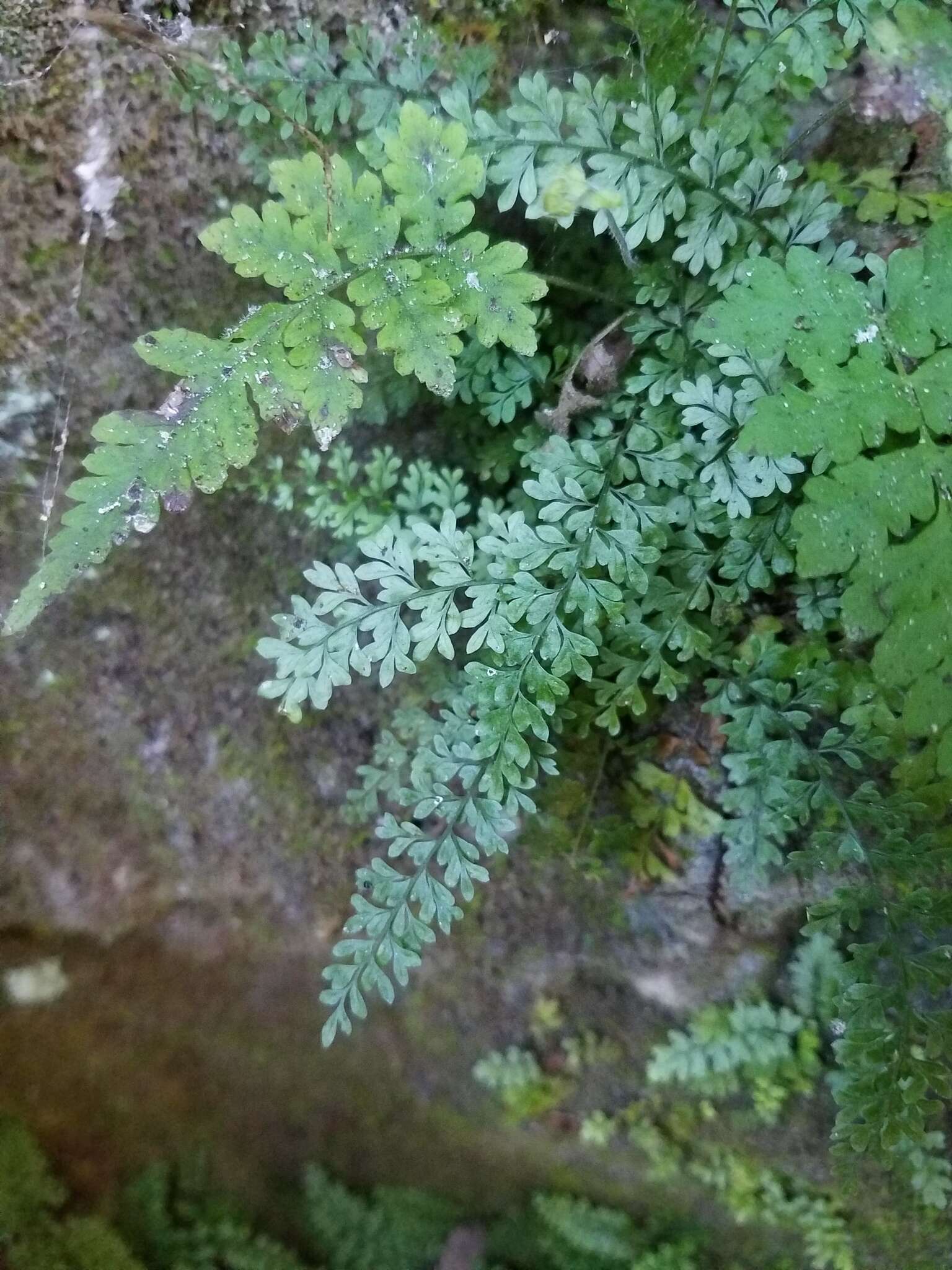 Image of limestone spleenwort