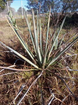 Image of tequila agave