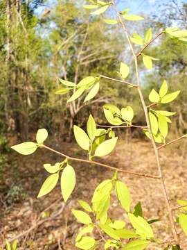 Image of Margaritaria anomala (Baill.) Fosberg