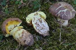 Image of butter bolete