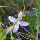 Imagem de Philotheca salsolifolia subsp. pedicellata Paul G. Wilson