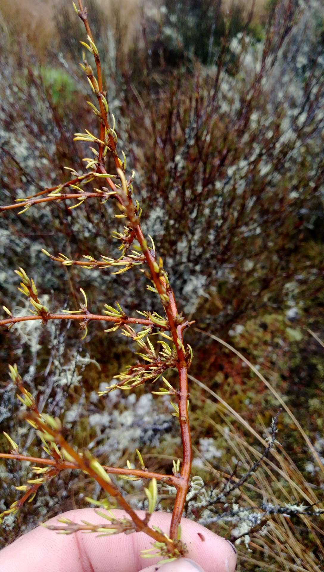 Imagem de Coprosma rugosa Cheeseman