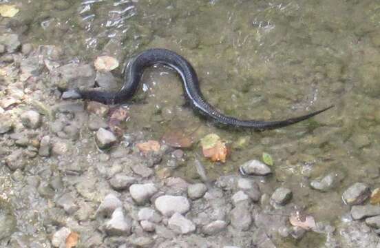 Image of Cottonmouth