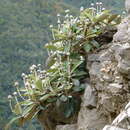 Image of Pachystegia minor (Cheeseman) B. P. J. Molloy