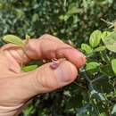 Image of hoary milkpea