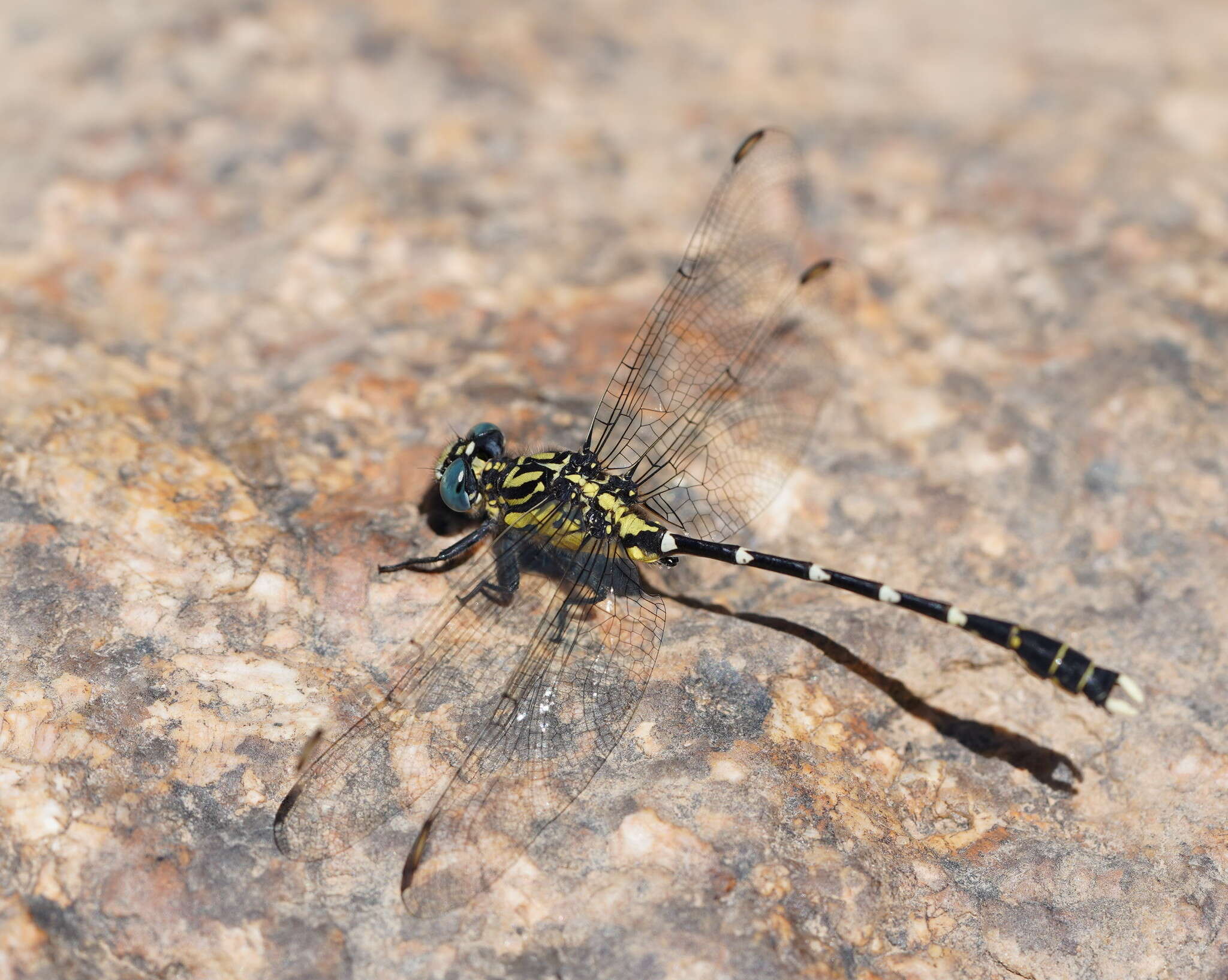 Image of Hemigomphus heteroclytus Selys 1854