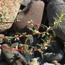 Image of Nuttall's knotweed