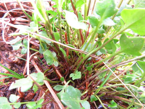 Слика од Cardamine purpurea Cham. & Schltdl.