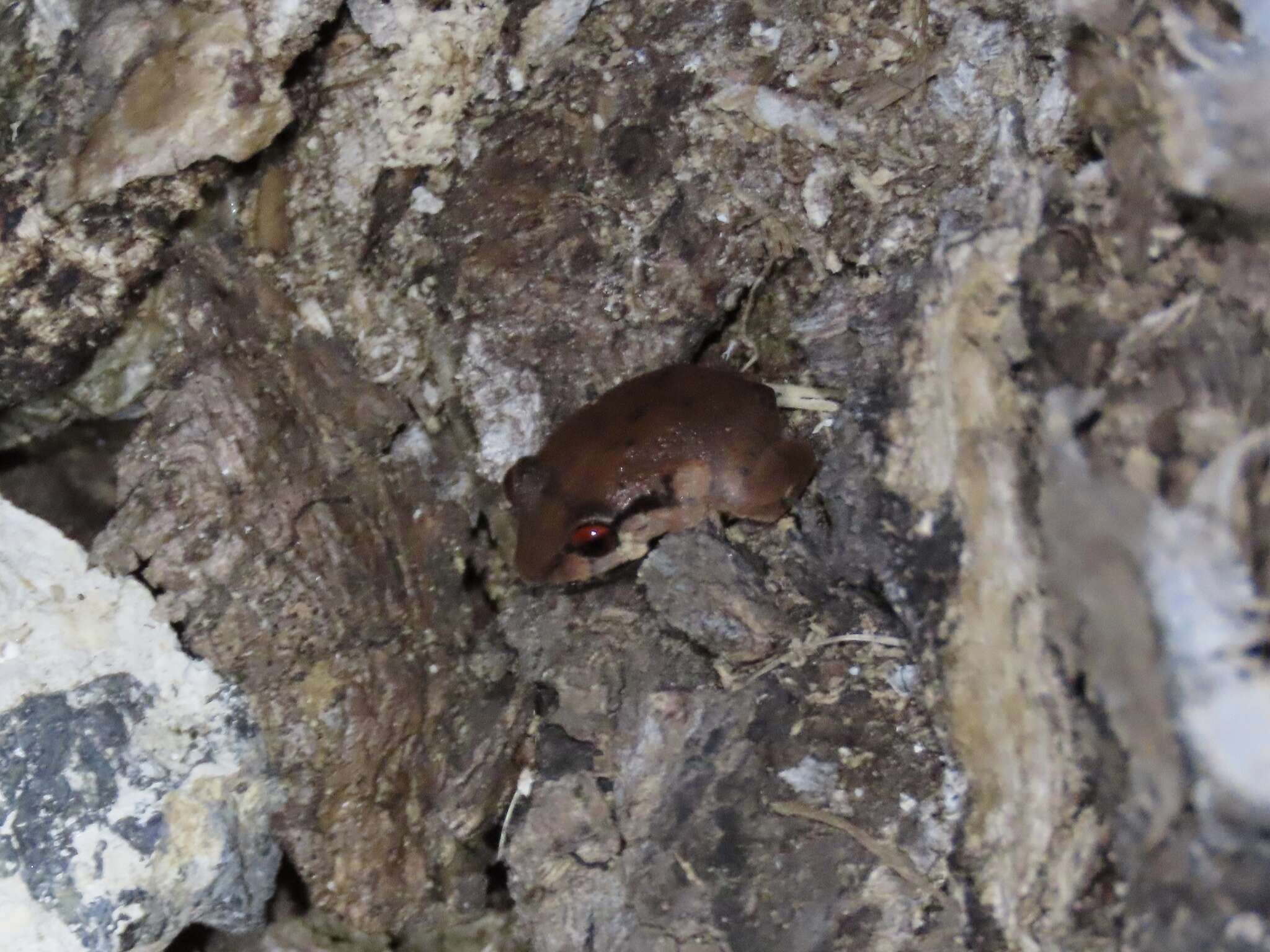 Image of Antilles Robber Frog