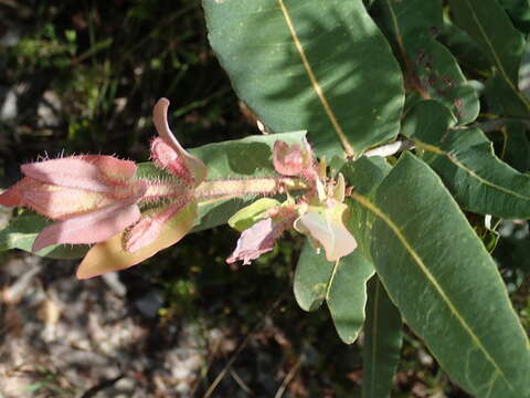 Image de Angophora hispida (Sm.) D. F. Blaxell