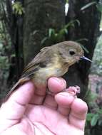 Image of Atherton Scrubwren