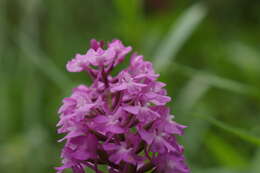 Image of Anacamptis pyramidalis var. pyramidalis