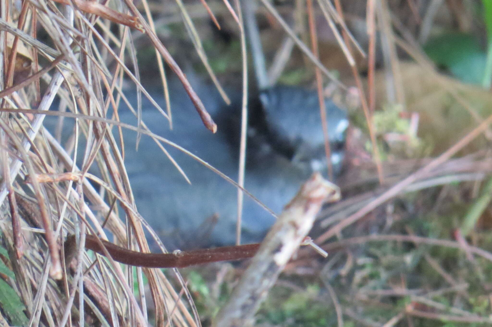 Image of Slate-colored Solitaire