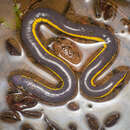 Image of Lesser Yellow-banded Caecilian