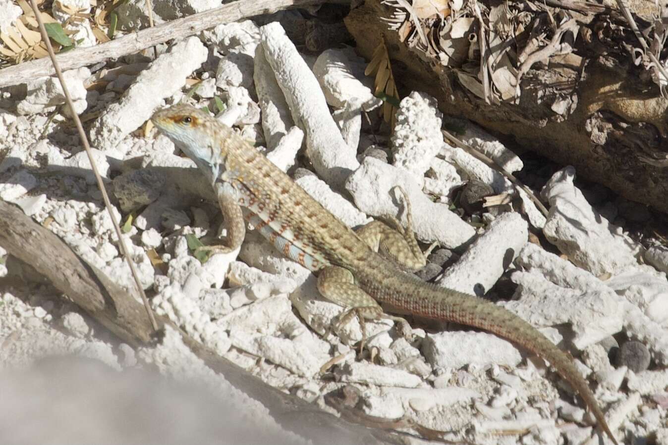 Image of Red-sided Curly-tailed Lizard