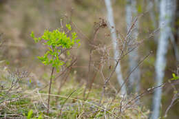 Image of Spiraea media Franz Schmidt