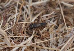 Image of California Ground Cricket