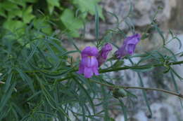 Image of Antirrhinum litigiosum Pau