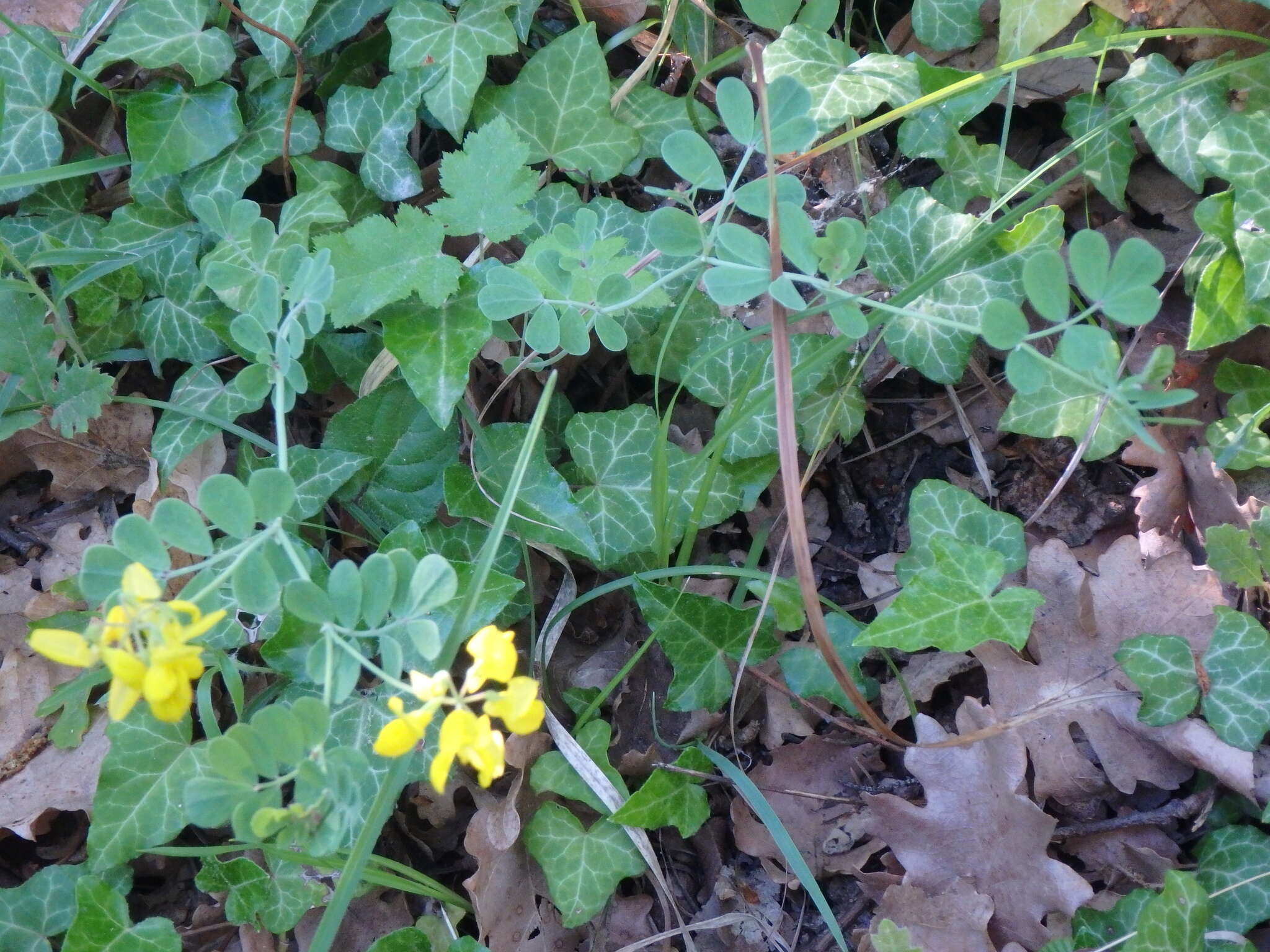 Plancia ëd Coronilla coronata L.