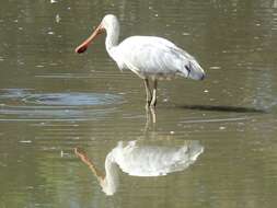 Imagem de Platalea flavipes Gould 1838