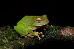 Image of Pseudophilautus stuarti (Meegaskumbura & Manamendra-Arachchi 2005)