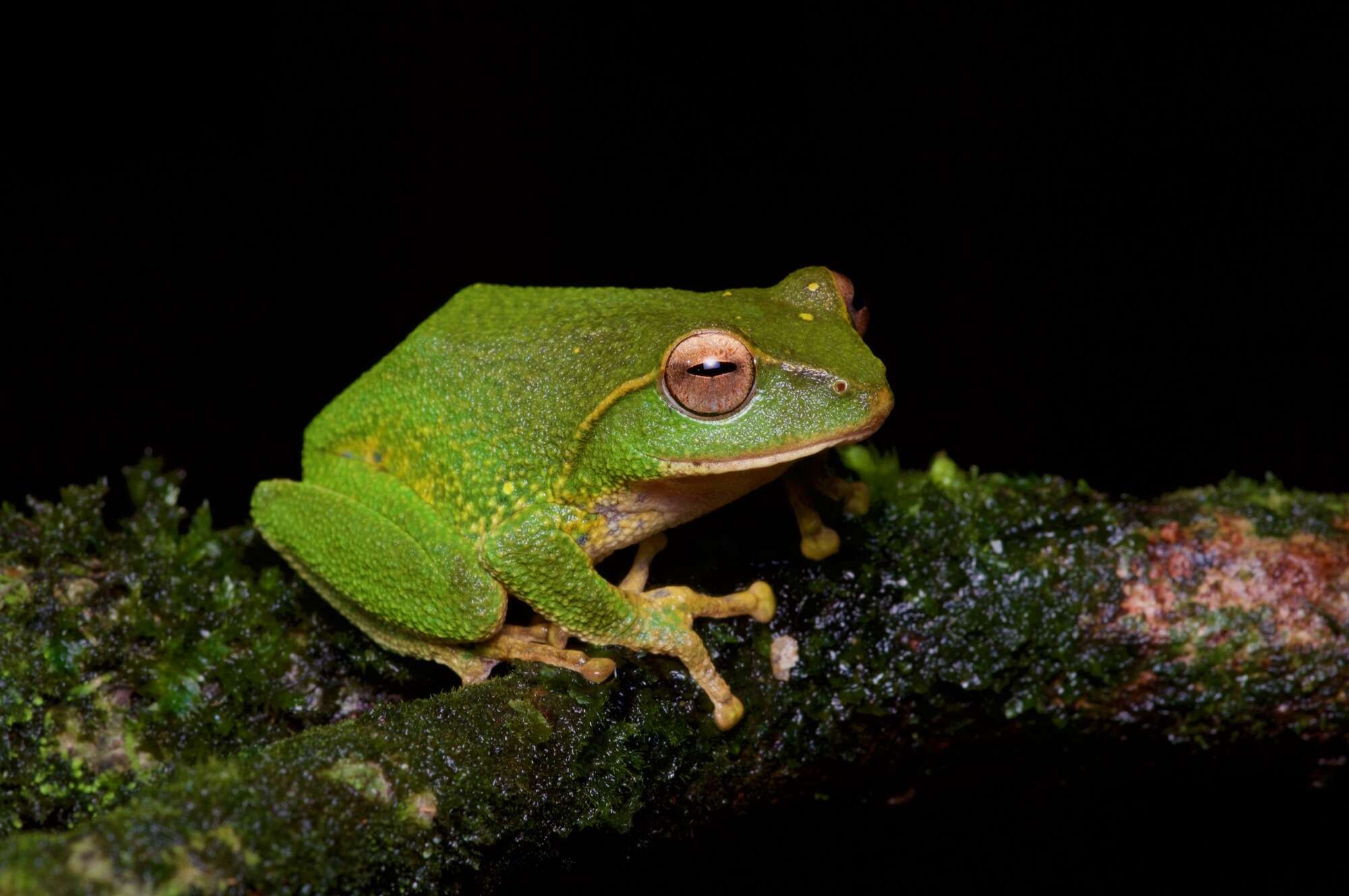 Imagem de Pseudophilautus stuarti (Meegaskumbura & Manamendra-Arachchi 2005)