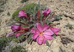 Plancia ëd Oenothera cespitosa subsp. cespitosa