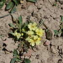 Plancia ëd Chorispora macropoda Trautv.