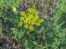 Image of carrotleaf biscuitroot