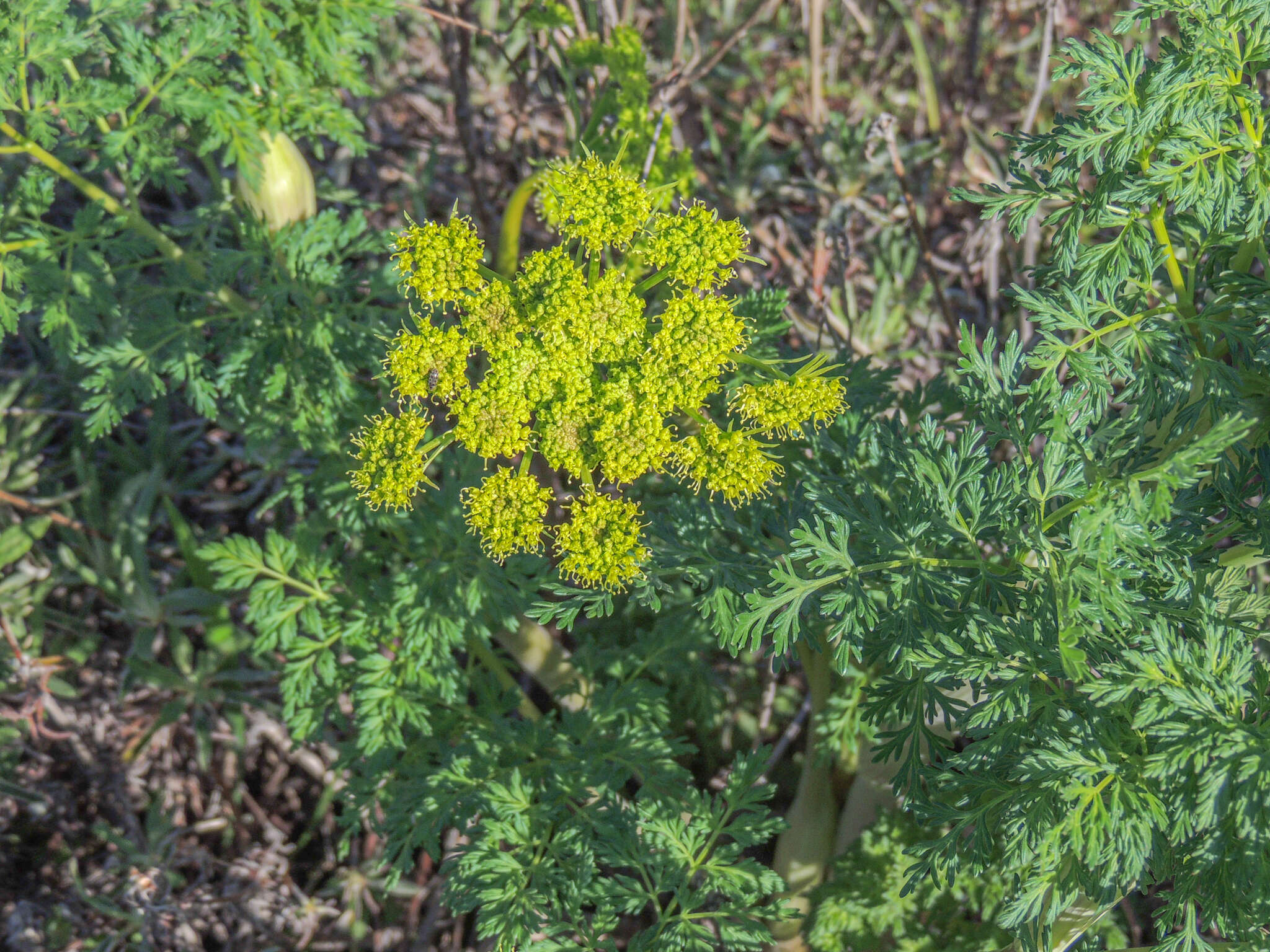 Image of carrotleaf biscuitroot