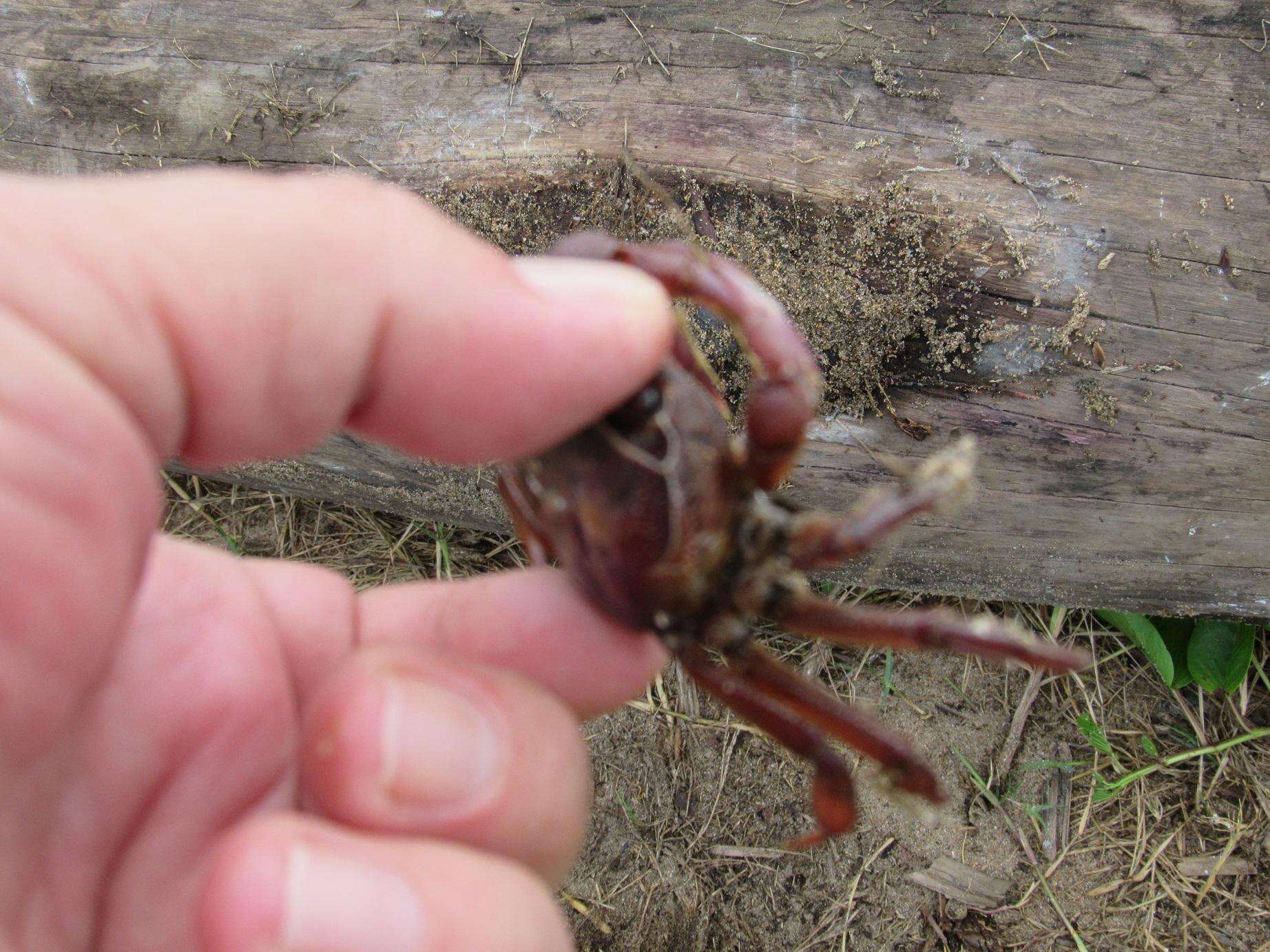 Image of Natal River Crab