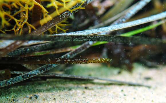 Image of Southern Gulf pipefish