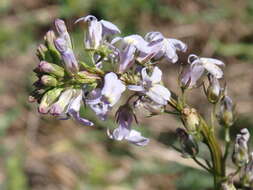 Image of pineland lobelia