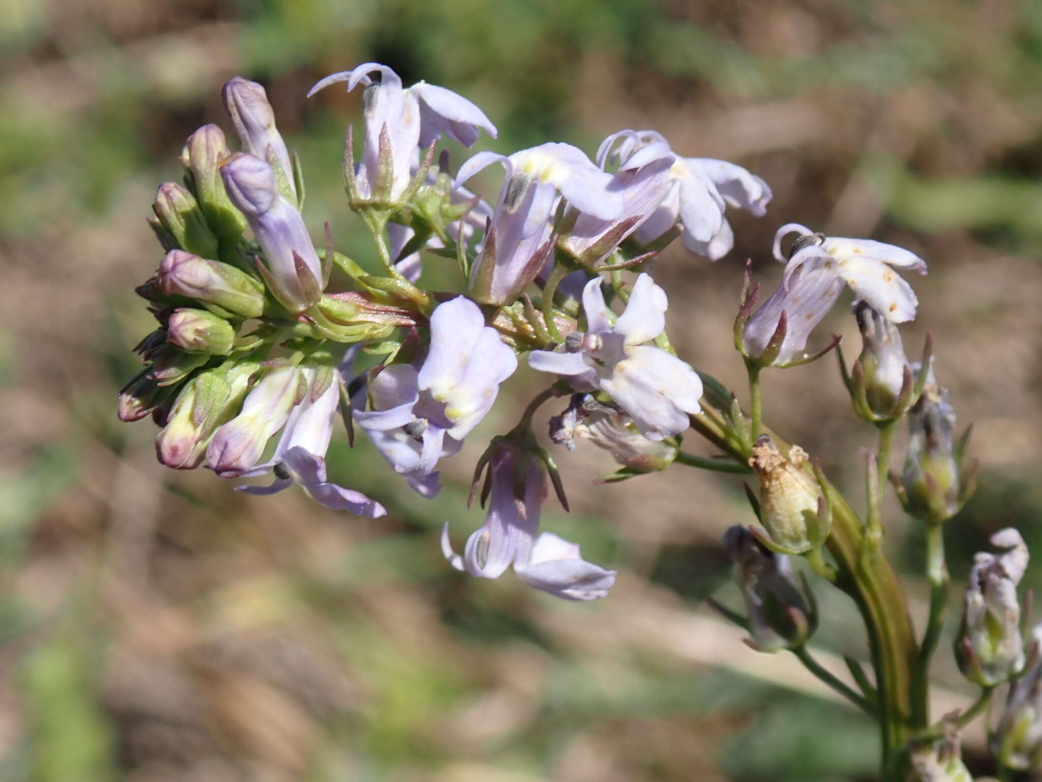 صورة Lobelia homophylla E. Wimm.