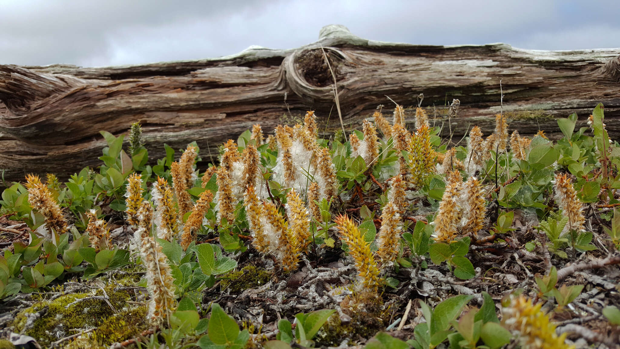 Salix calcicola Fern. & Wieg. resmi