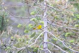 Leiothlypis ruficapilla ridgwayi (Van Rossem 1929) resmi