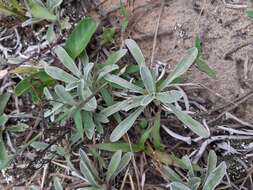 Sivun Gamochaeta stachydifolia (Lam.) Cabrera kuva