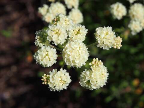 Image of parsnipflower buckwheat