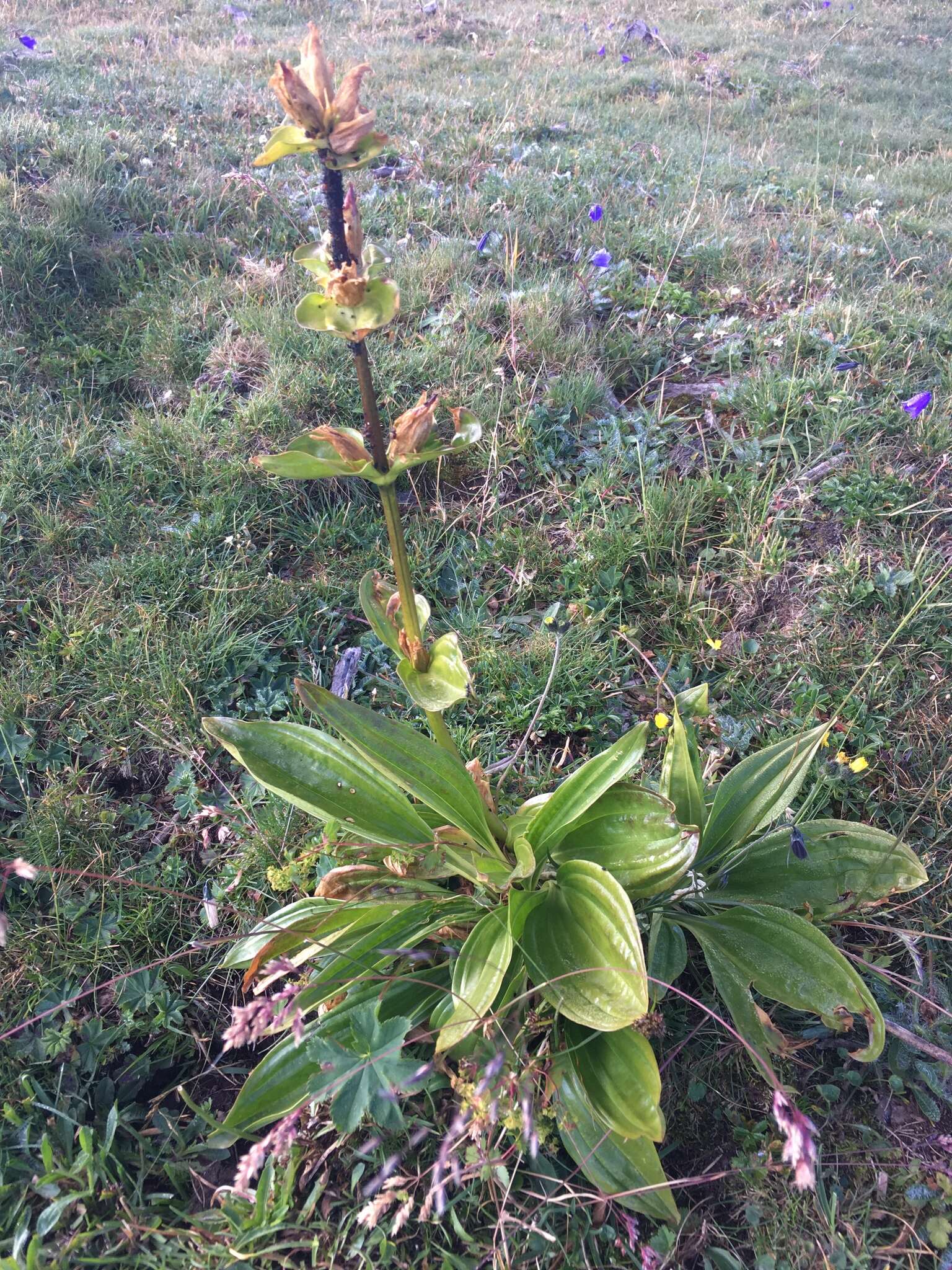 Image of Spotted Gentian