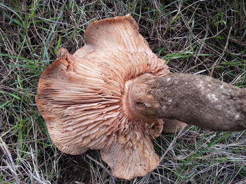 Image of Tricholoma ustale (Fr.) P. Kumm. 1871