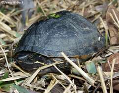 Image of Common Musk Turtle