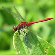 Image of Ruby Meadowhawk