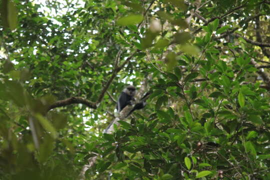 Image of Purple-faced langur