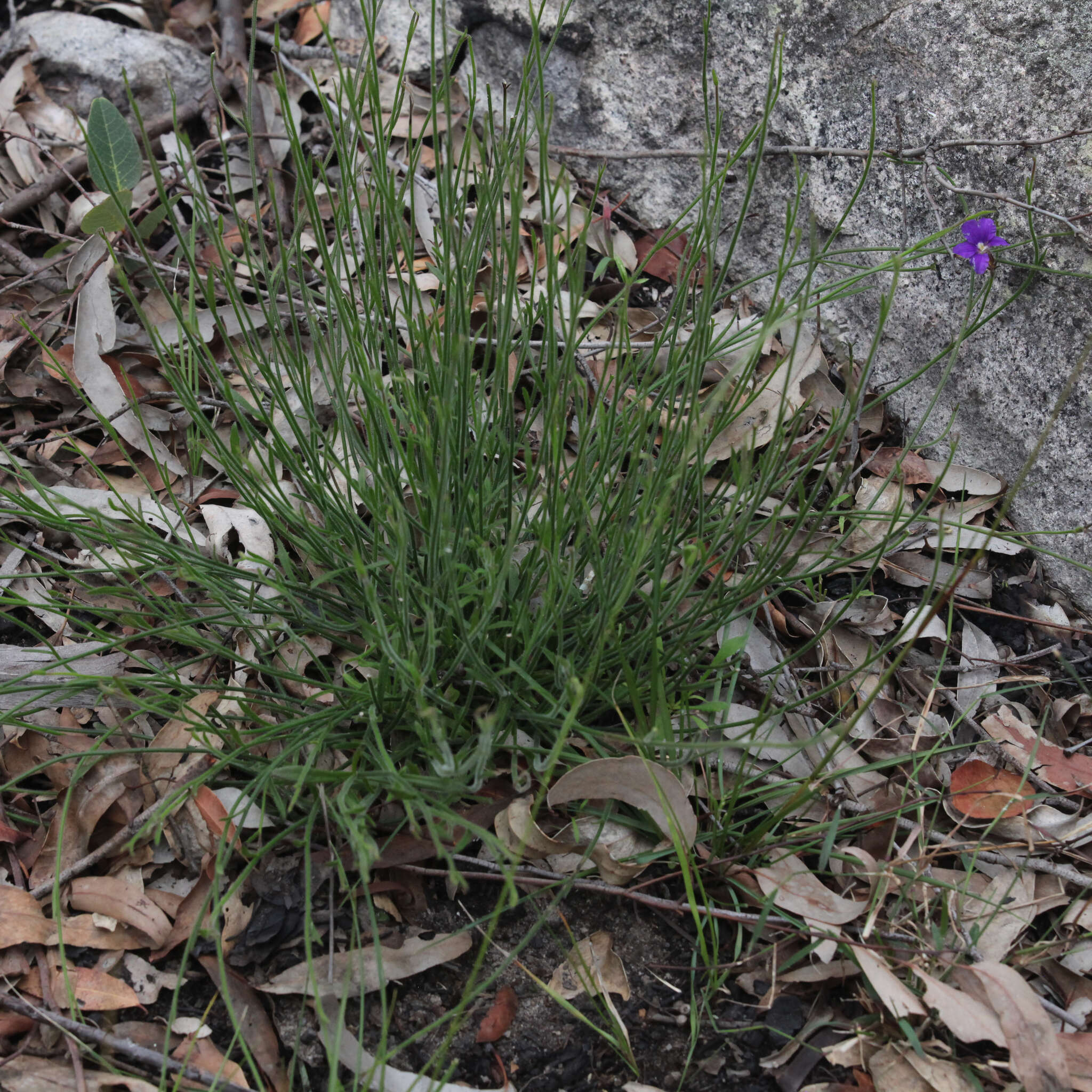 Слика од Scaevola ramosissima (Smith) K. Krause