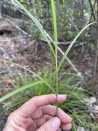 Imagem de Scleria lithosperma (L.) Sw.