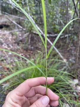 Image de Scleria lithosperma (L.) Sw.