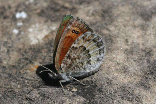 Image of De Lesse’s Brassy Ringlet