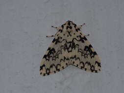 Image of Lymantria concolor Walker 1855