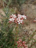 Image of Crassula scabra L.