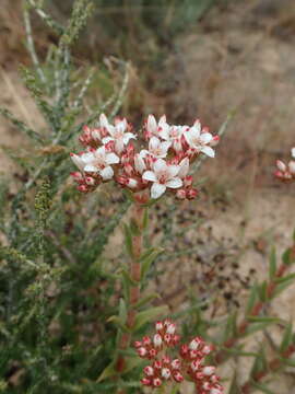 Image of Crassula scabra L.